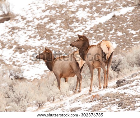 Two beautiful cow elk standing on a hill, looking down over a valley