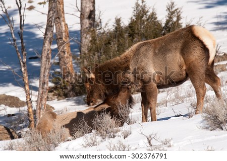 An elk grooms another younger elk as he's laying on the ground in the snow