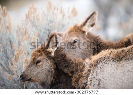 A cow elk grooming her calf; tender moment in nature