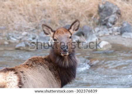 A cow elk stops to look at photographer before crossing a river in Yellowstone National Park