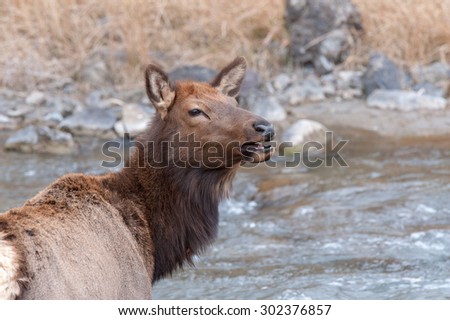 Profile of a cow elk calling for her calf; river in the background