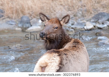 A cow elk looking over her shoulder at photographer before she crosses a river