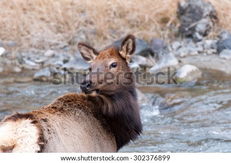 A cow elk stops to look over her shoulder before she crosses the river