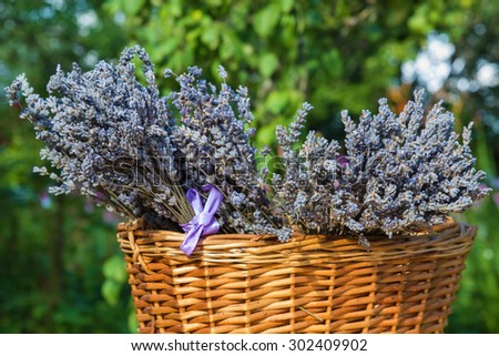 Dried lavender flowers  wicker basket in  garden 