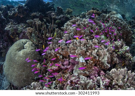 A school of purple anthias swim close to a reef in the Solomon Islands. These colorful reef fish feed on zooplankton.