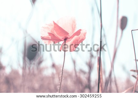 wild poppy flower - vintage effect filter style pictures