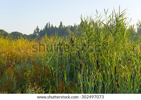 Cattail on the shore of a lake in summer