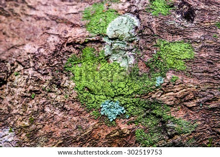 Close Up Lichen on tree bark 