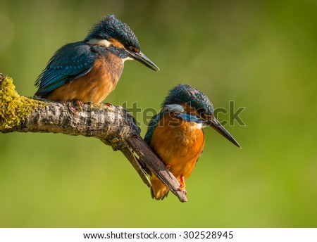 Young kingfisher with mother