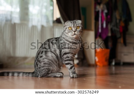 Picture of dun cat sitting on the floor next to the wall.