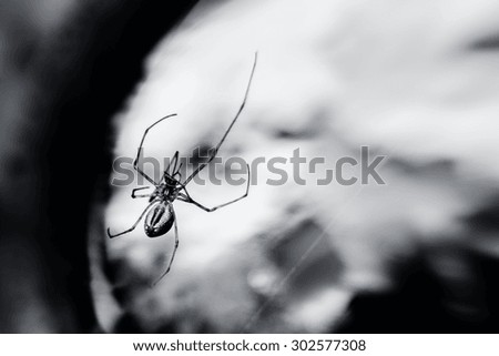 Spider on a spider web. Black white photo