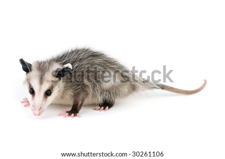 Young opossum on white background