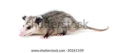 Young opossum on white background