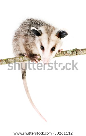 Young opossum balanced on branch on white background
