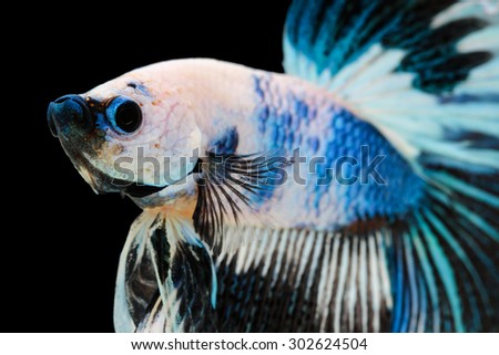 Betta fish, siamese fighting fish, betta splendens (Halfmoon betta
)isolated on black background