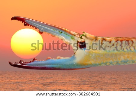 Blue crab claws at see sunset 