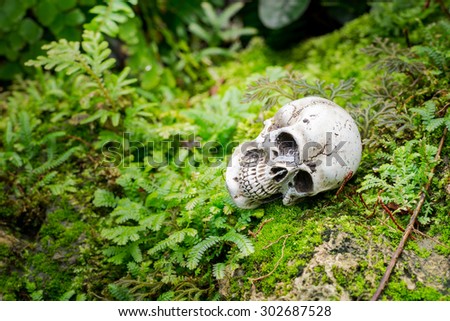 Still Life image; Human skull on the reef with moss