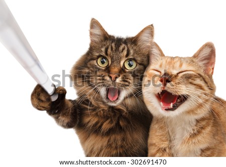 Funny cats - Self picture. Couple of cat taking a selfie together with smartphone camera. Royalty-Free Stock Photo #302691470