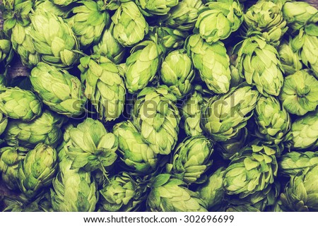 Fresh green hops on a wooden table. Blue toned Royalty-Free Stock Photo #302696699