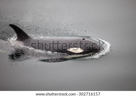An orca whale, or killer whale, effortlessly pushes the smooth water out of its way Royalty-Free Stock Photo #302716157