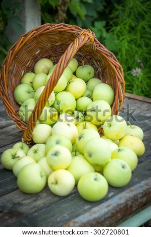 White apple variety Papirovka in a wicker basket on an old wooden table top