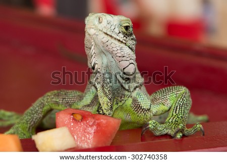 Iguana lizard portrait close-up
