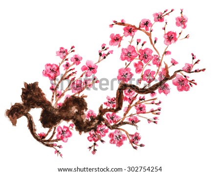 Flowering branch of sakura. Isolated on white background