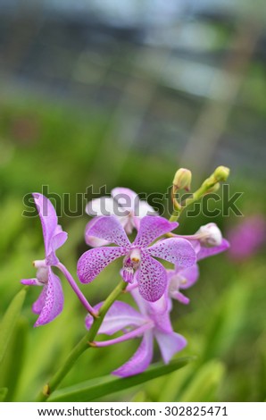 Close-up of purple orchid. Bouquet of flowers orchids.