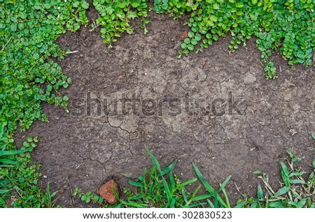 Weed growing on dry cracked soil. Background texture.