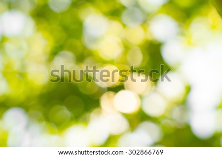 the glare of sunlight through the leaves