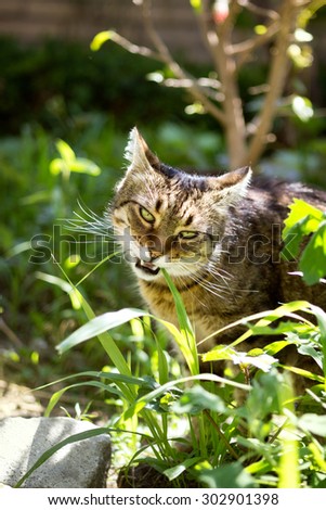 domestic cat eating grass, eats grass like a drug