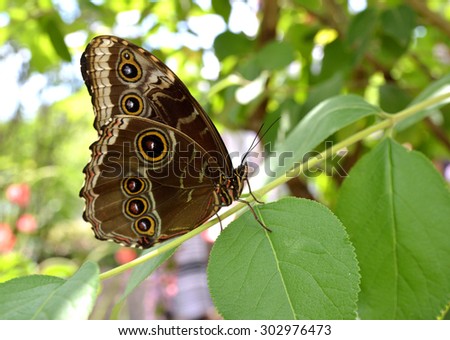 Fresh green grass with dew drops and butterfly. Natural background.