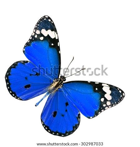 The beautiful blue butterfly in fancy color profile stretched wings isolated on white background