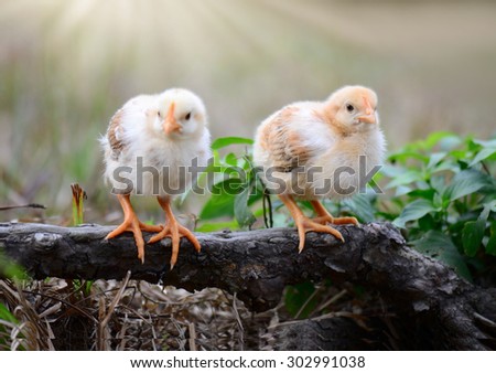 Two young chickens