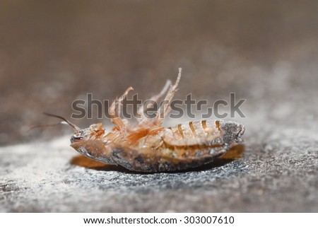 Dubia Roach playing dead