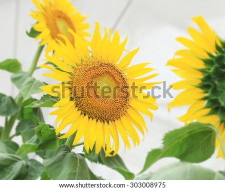 smiling face of sunflower on white background. 