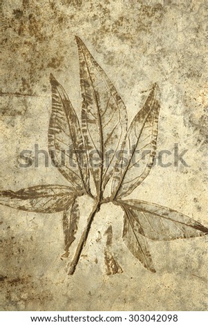 leaf print on concrete texture and background