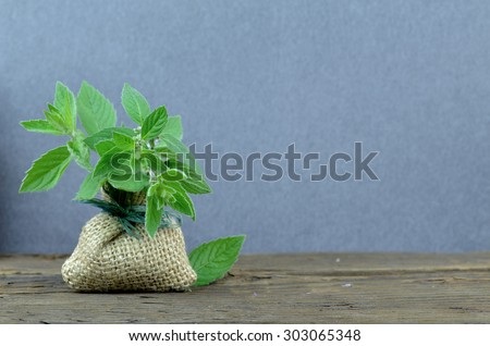 fresh mint bouquet