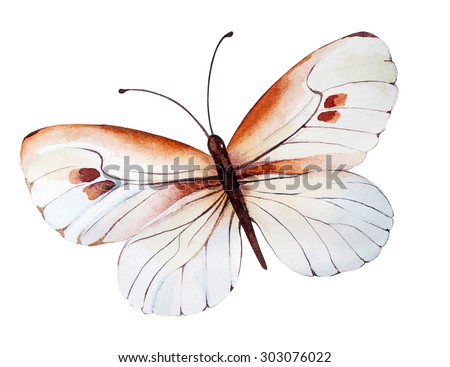 Hand Painted watercolor butterfly. Illustration for your design