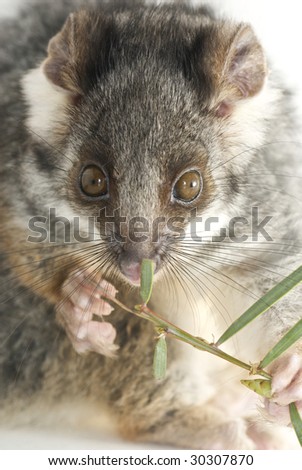 Possum isolated by white eating leaf