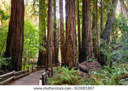 Muir Woods National Monument Royalty-Free Stock Photo #303081887