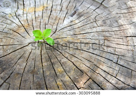 Ecology concept. Rising sprout of old wood and symbolizes the struggle for a new life Royalty-Free Stock Photo #303095888