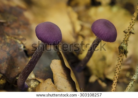 Danger poison psychedelic violet mushrooms in the forest