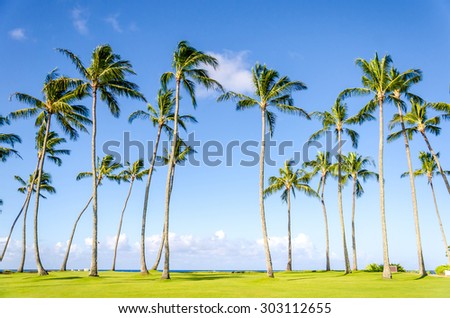 Coconut Palm trees on the Poipu beach in Hawaii, Kauai