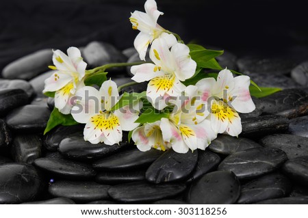 branch white orchid on black stones