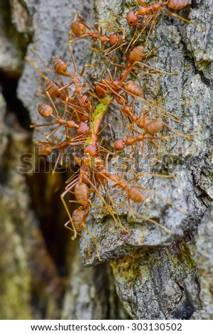 groups red ants attacking a worm in nature 