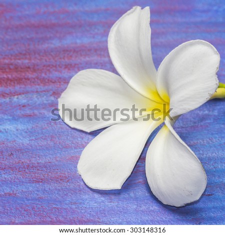 White plumeria flowers on blue painted retro background