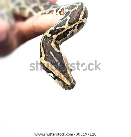  Python Snake on white background