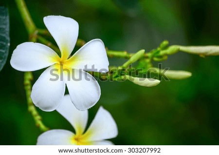 Plumeria flowers
