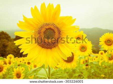 Vintage field of sunflowers